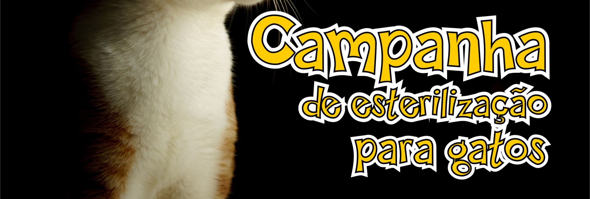 Campanha de esterilização para gatos